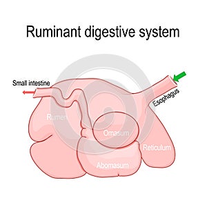 ruminant digestive system: rumen, reticulum, omasum, and abomasum photo